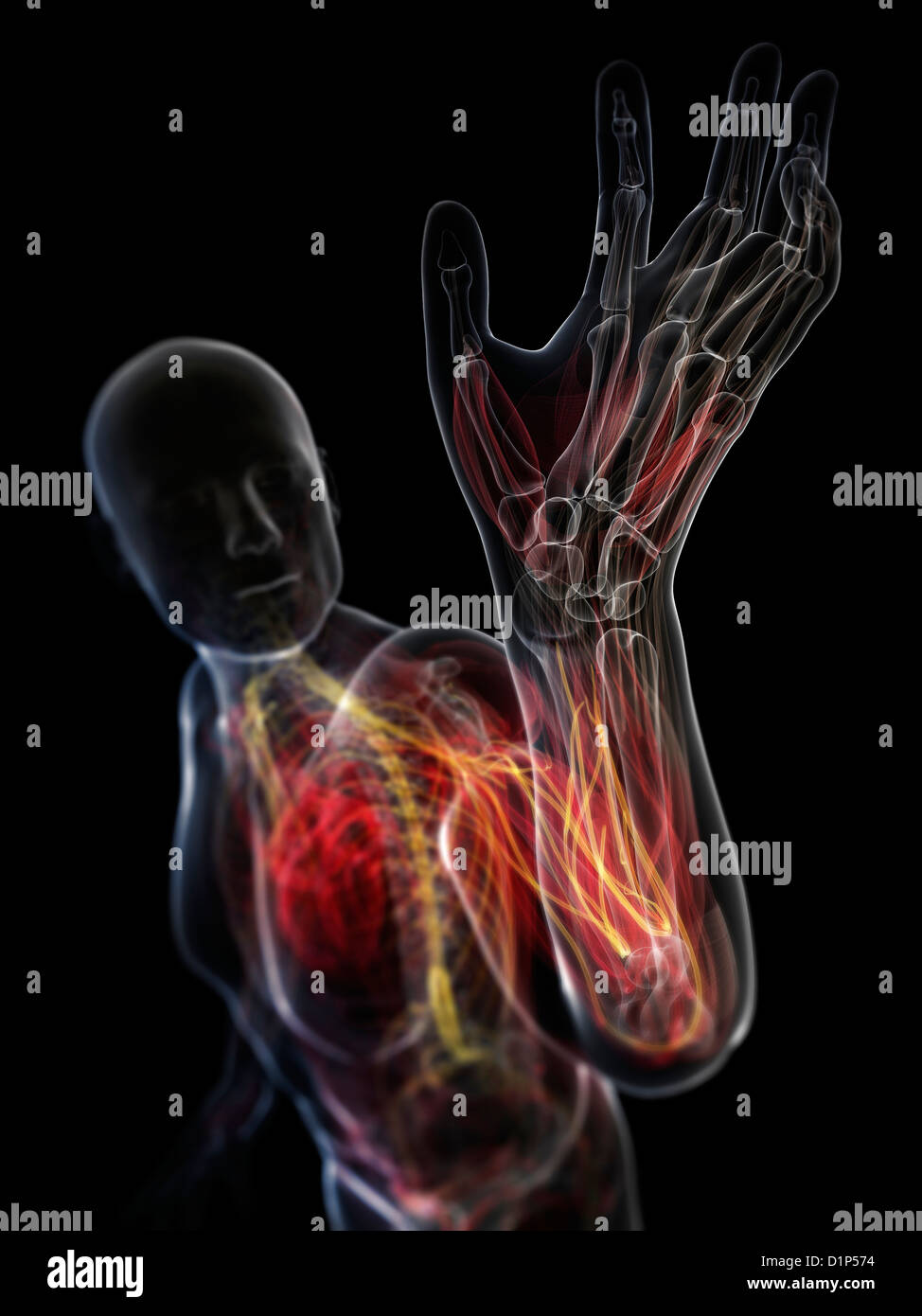 Männliche Anatomie, artwork Stockfoto