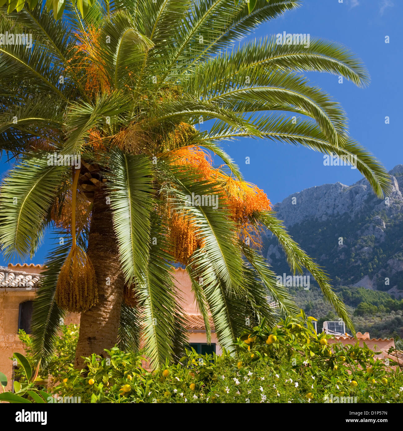 Fornalutx, Mallorca, Balearen, Spanien. Palme im Herzen des Dorfes. Stockfoto