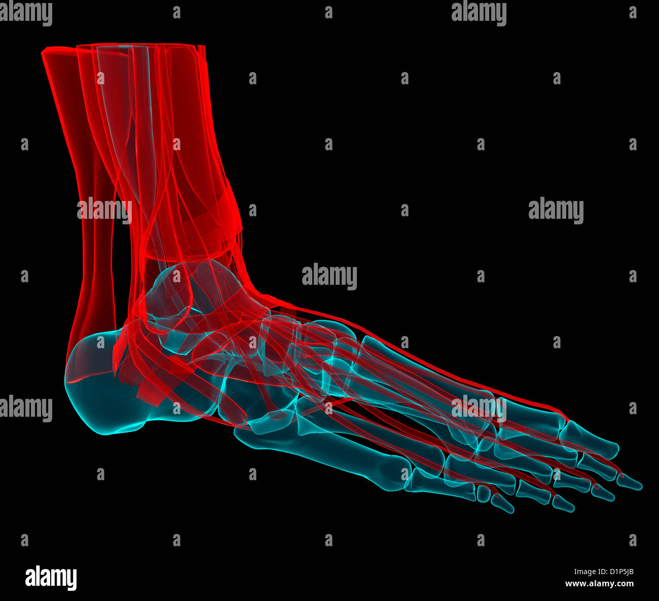 Anatomie des Fußes, artwork Stockfoto