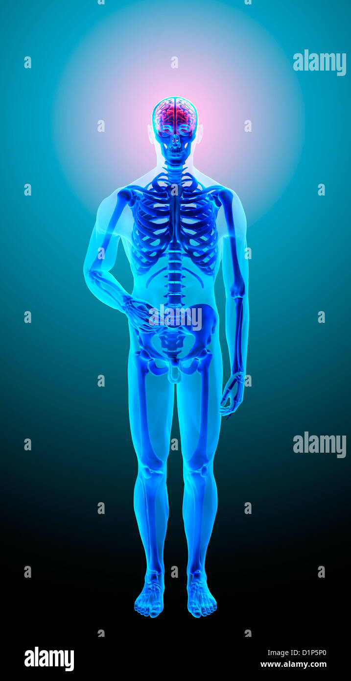 Skelett, Kunstwerk Stockfoto