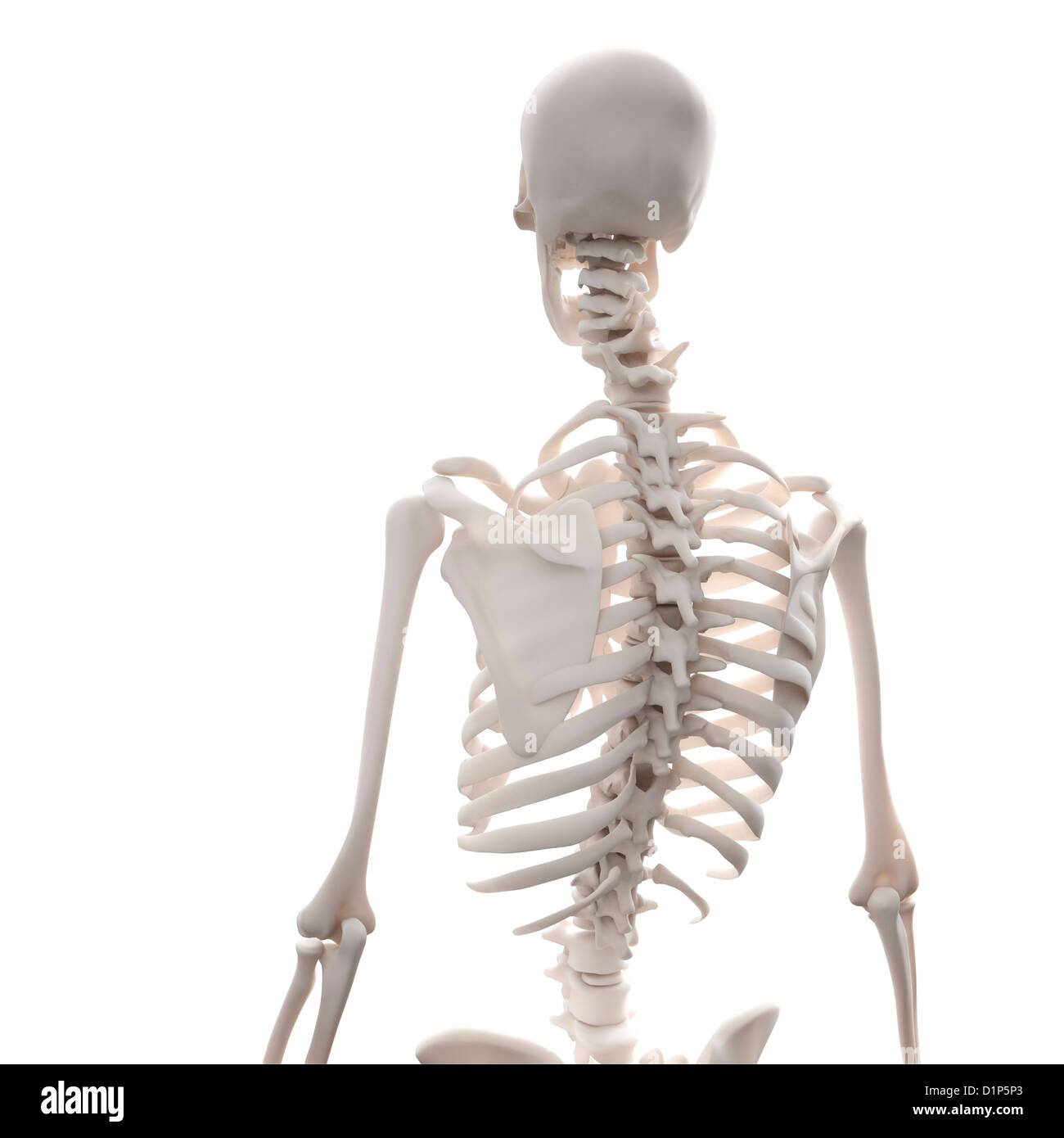 Skelett, Kunstwerk Stockfoto