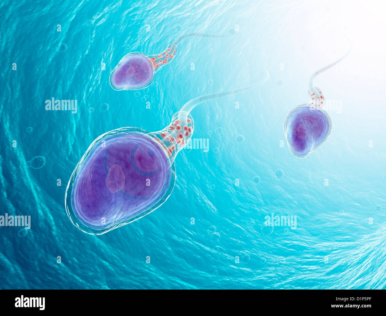 Menschliche Samenzellen, artwork Stockfoto