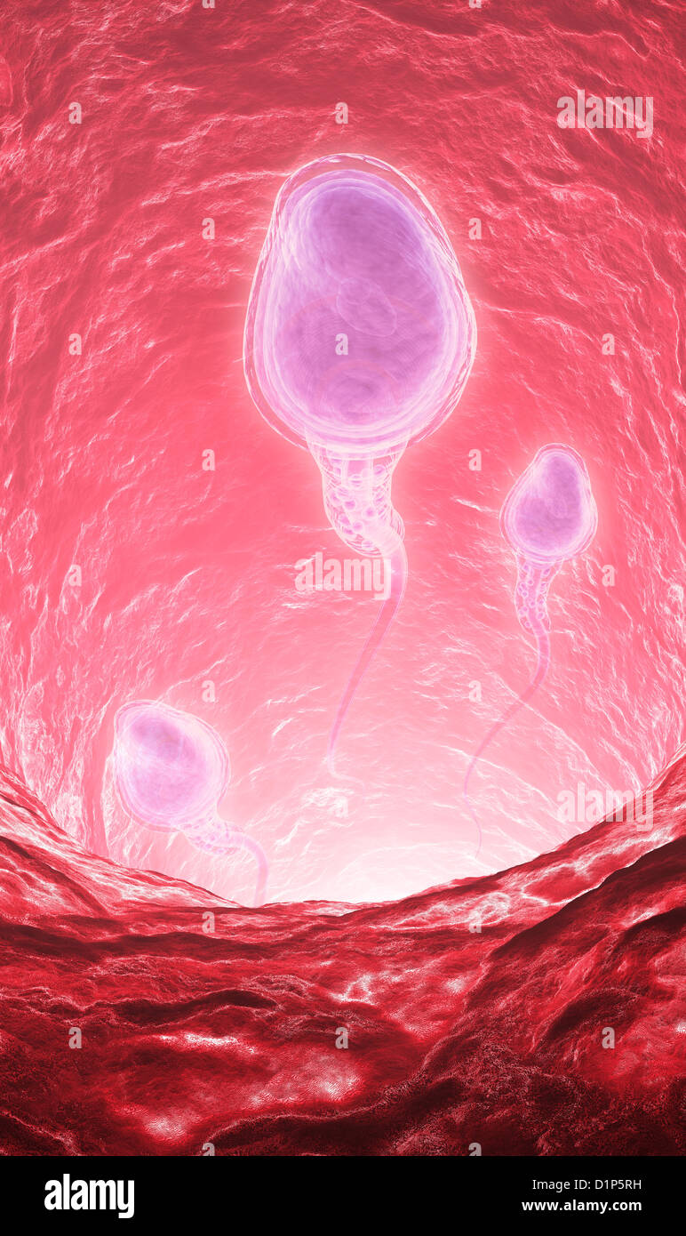 Menschliche Samenzellen, artwork Stockfoto