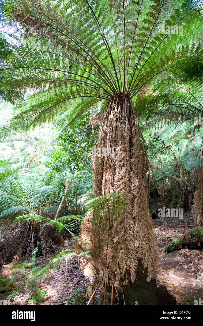 australische Baumfarne in Barrington Tops Nationalpark, new-South.Wales, Australien Stockfoto