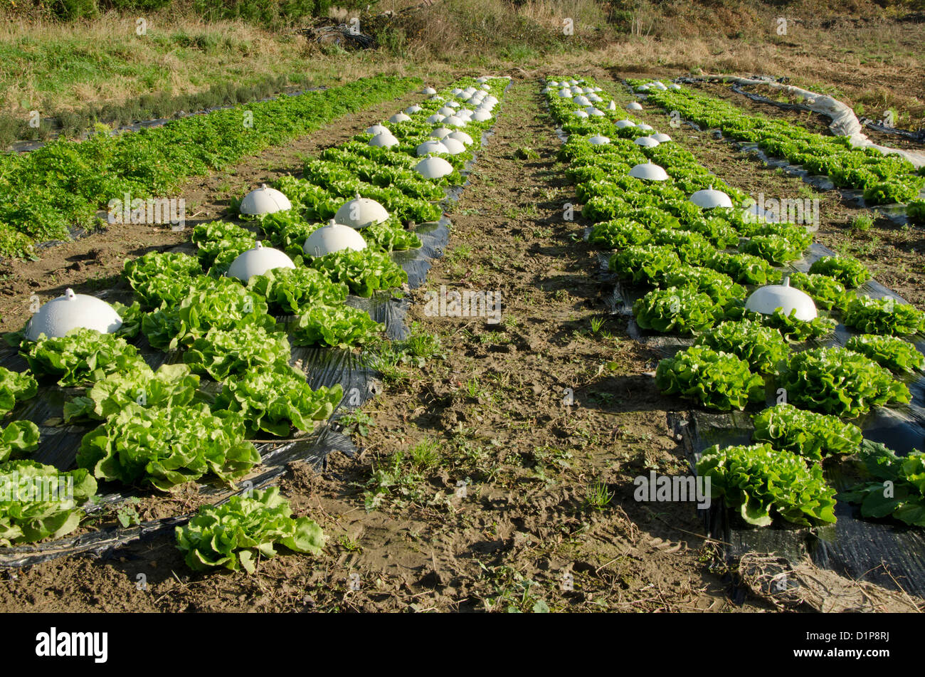 Bereich der Kopfsalat, Community, Landwirtschaft, Frankreich. Stockfoto
