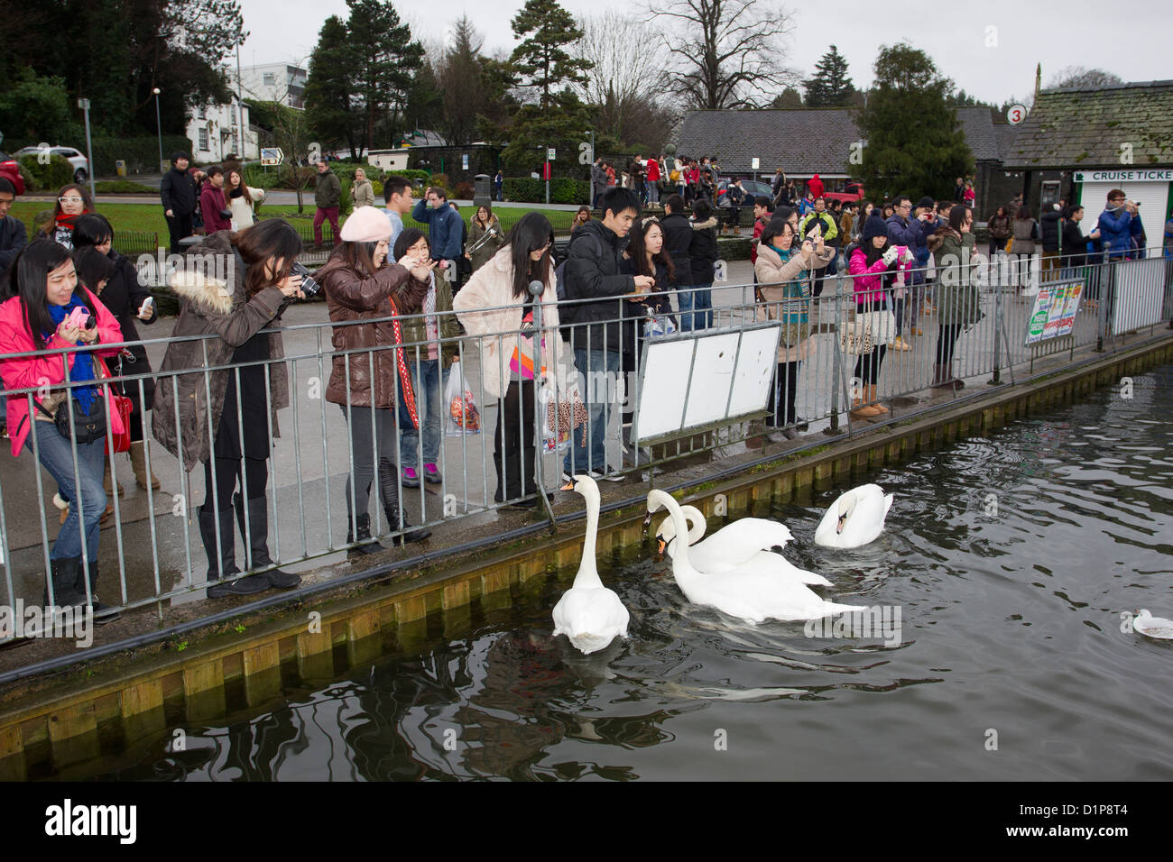 Japanische weibliche Touristen fotografieren von lokalen Schwänen Bowness frontseitig Stockfoto
