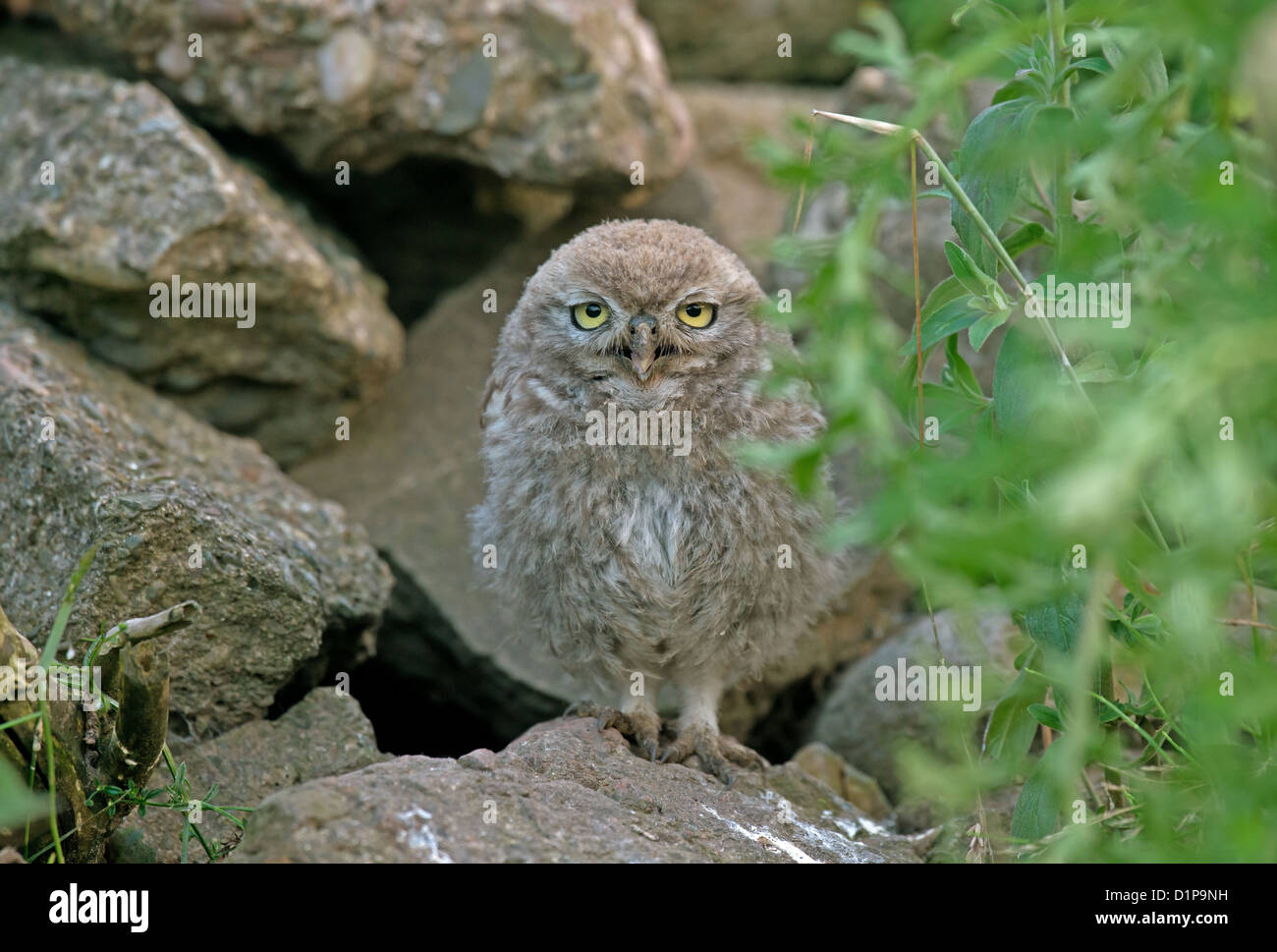Junger Steinkauz am Nest Loch Stockfoto