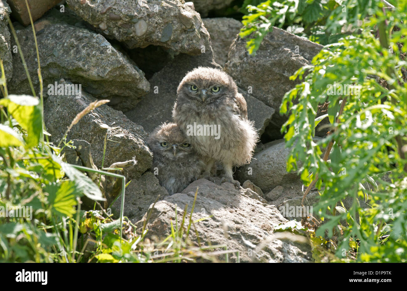 Kleine Eulen Jungvögel im nest Loch in Wand Stockfoto