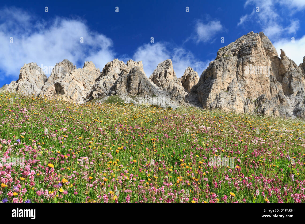 wilde Blumen unter Cir Dolomiten, Grödnerjoch, Italien Stockfoto