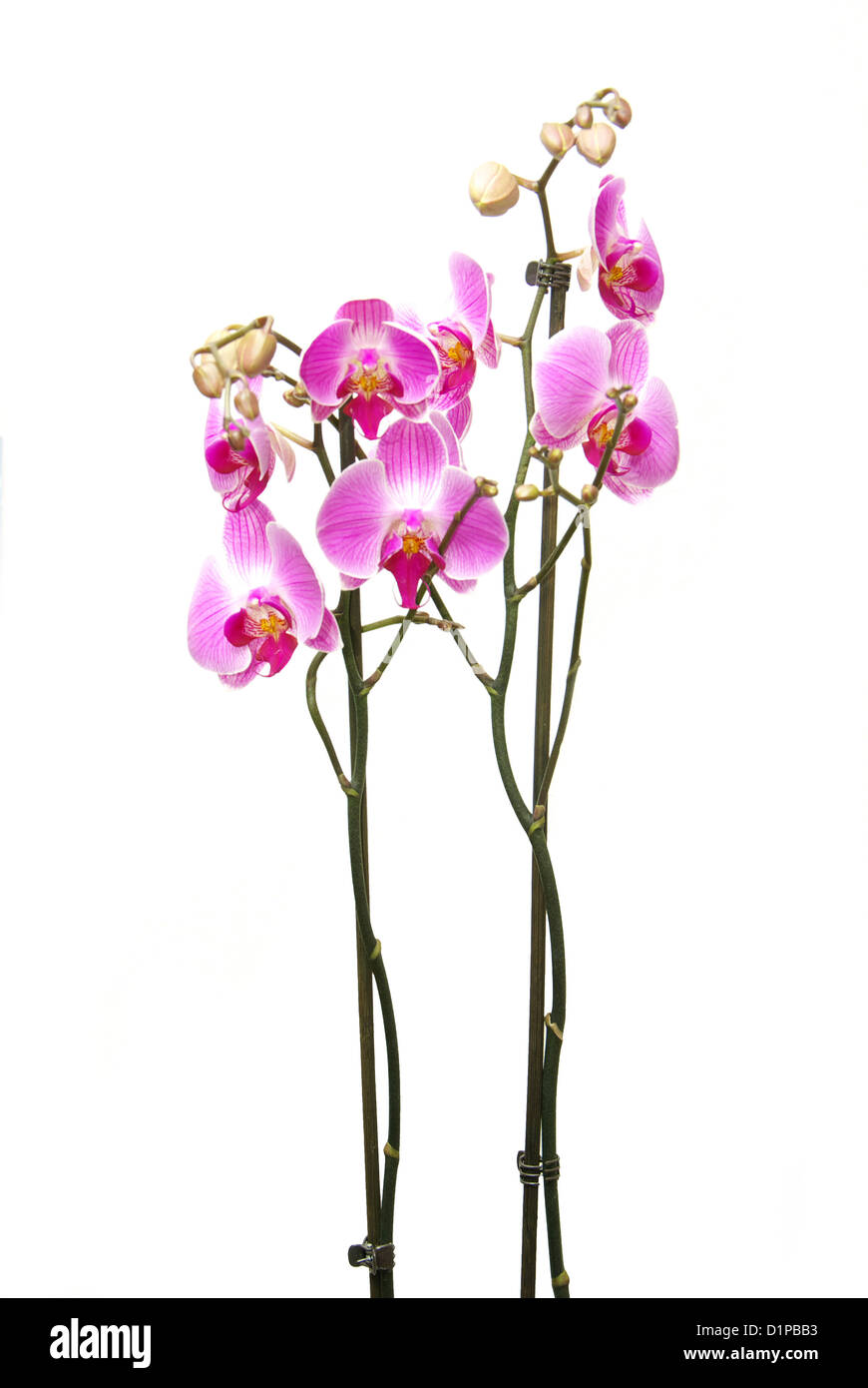 Rosa Orchidee isoliert auf weißem Hintergrund Stockfoto