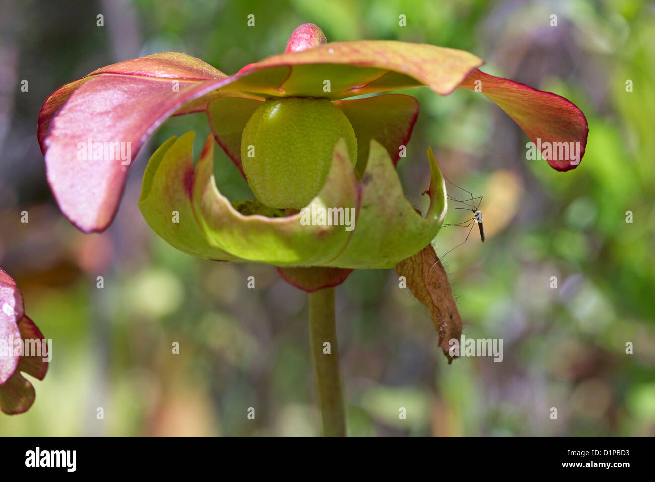 Nördlichen Schlauchpflanze Blume mit Moskito-Bug, fleischfressende Pflanze Stockfoto