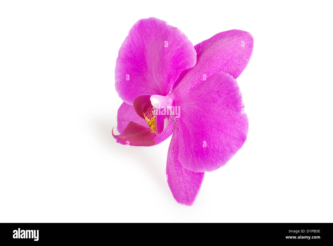 rosa Blume der Orchideen isoliert auf weiss Stockfoto