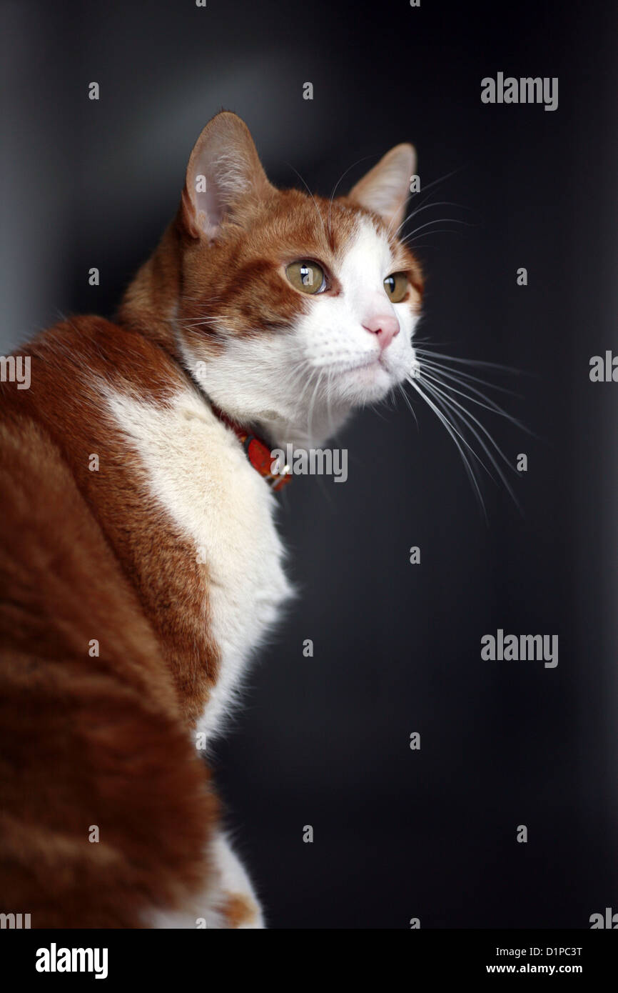 Einen weißen und orangefarbenen männliche Hauskatze mit braunen Augen und spitzen Ohren schauen Stockfoto