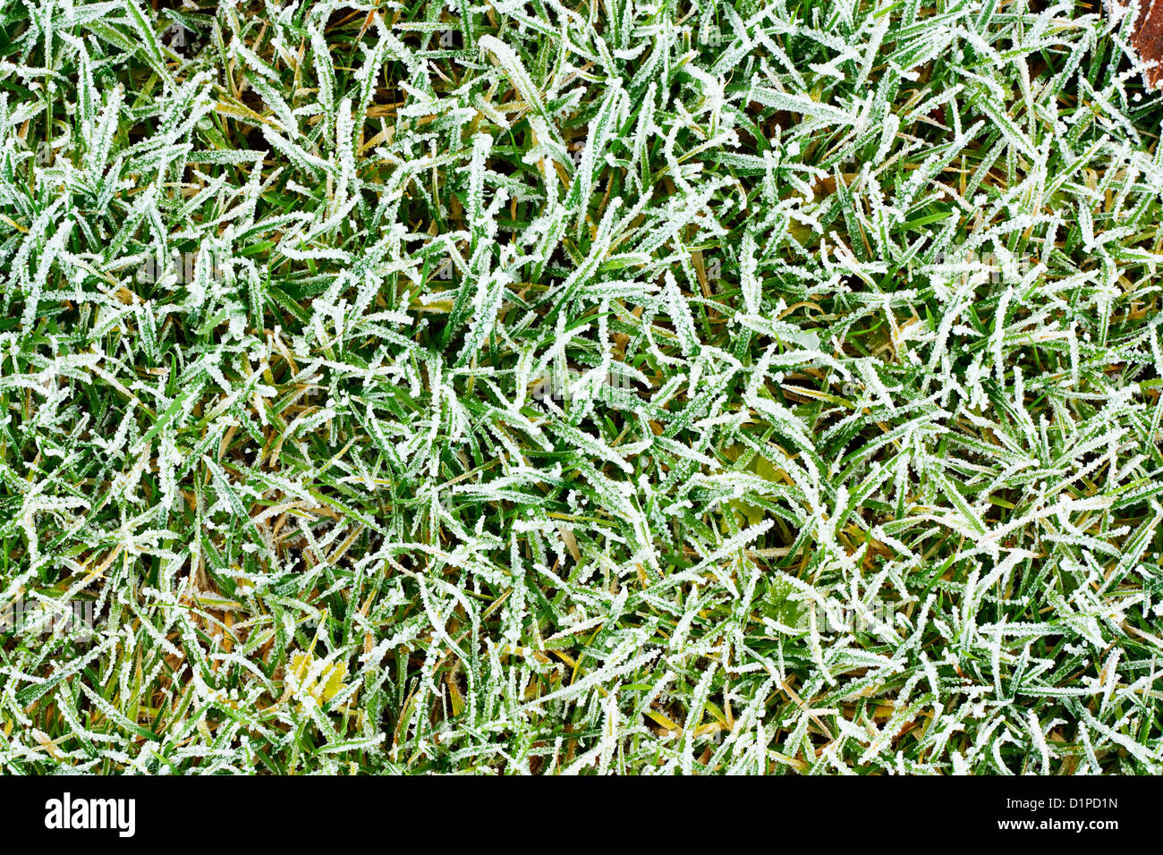 Frostigen gefrorenen Rasen Hintergrundtextur Stockfoto