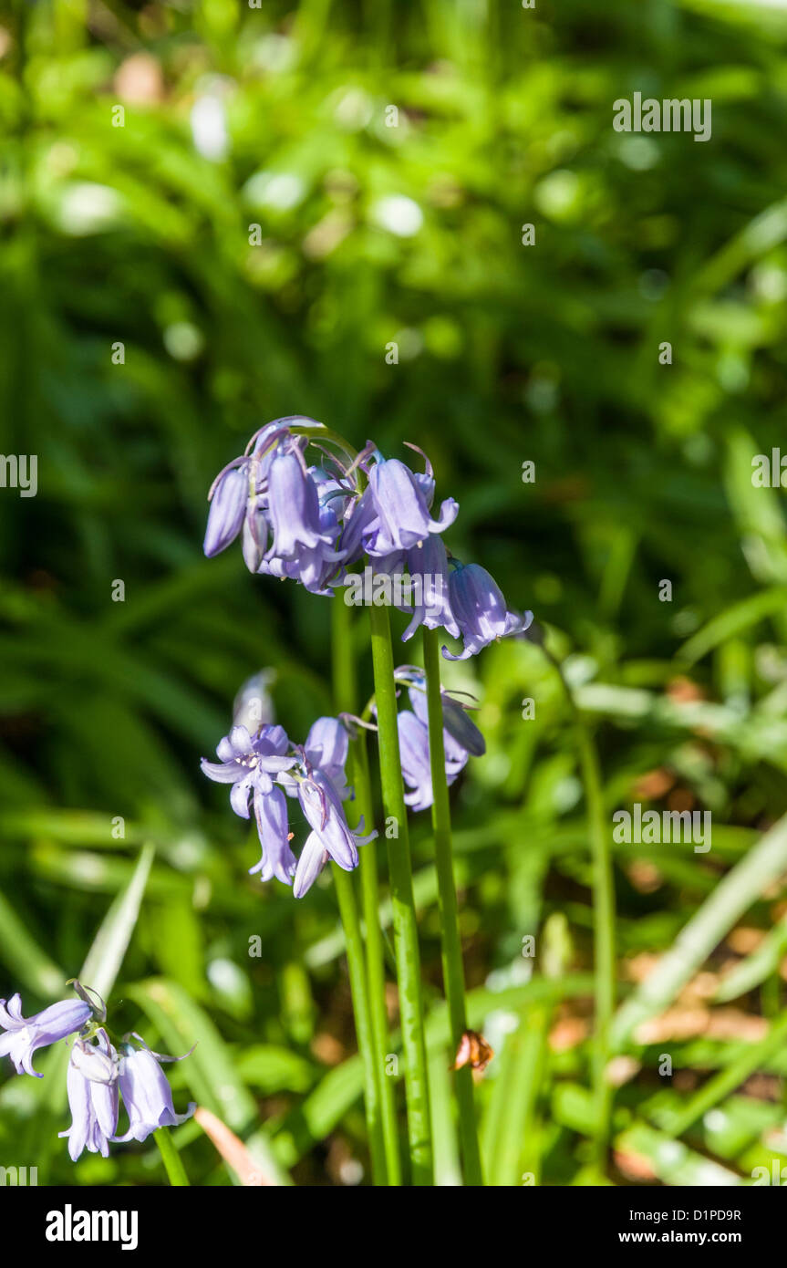 Bluebels in Holz Migdock Country Park nr Strathblane Stirling District Schottland Stockfoto