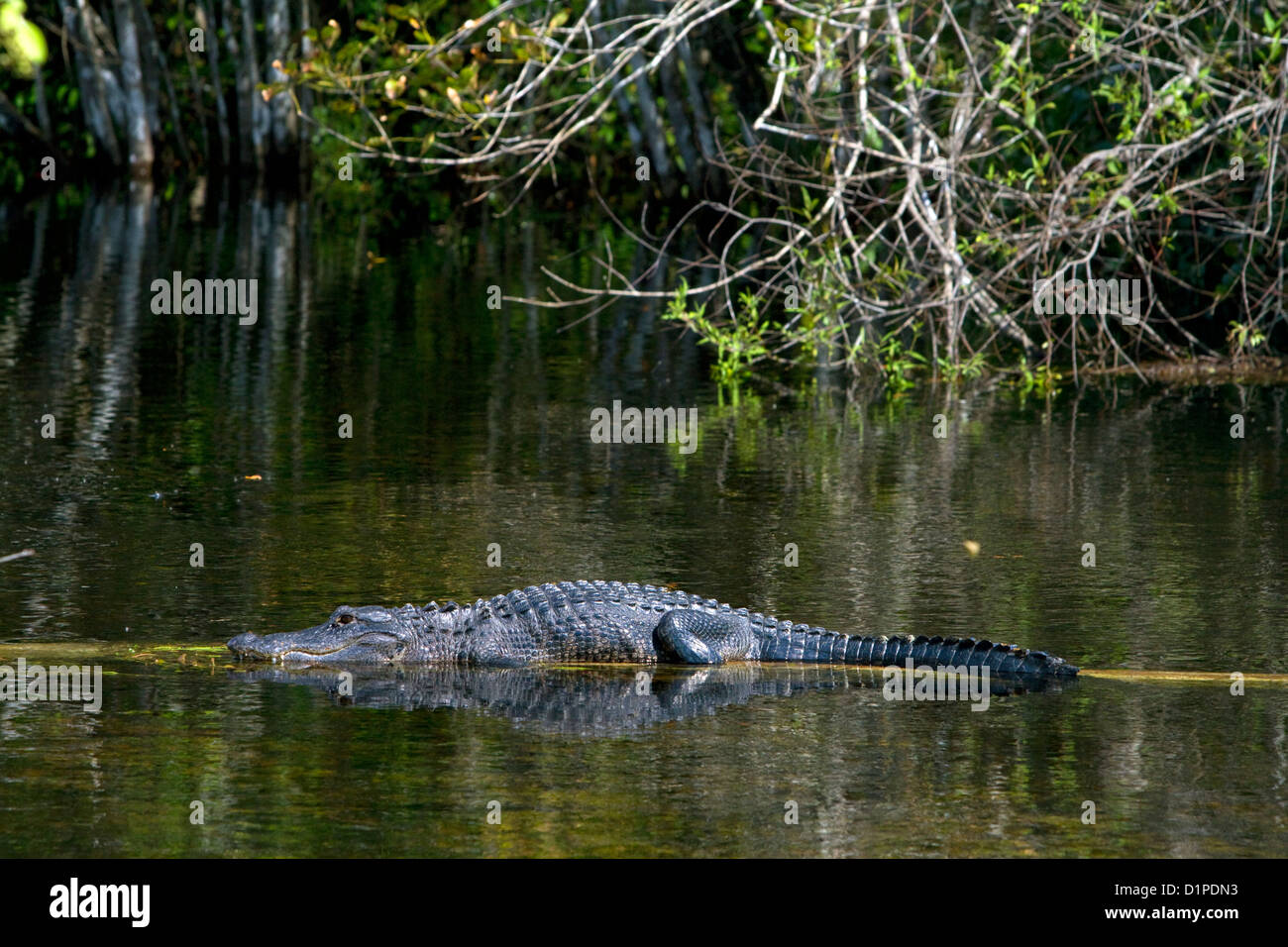 Amerikanischer Alligator in Florida Everglades. Stockfoto
