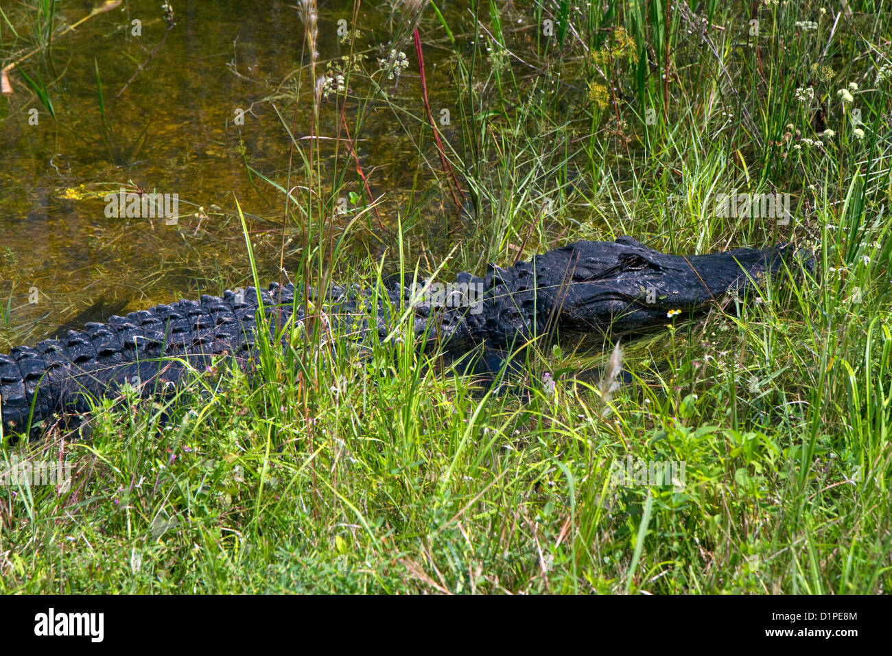 Amerikanischer Alligator in Florida Everglades. Stockfoto