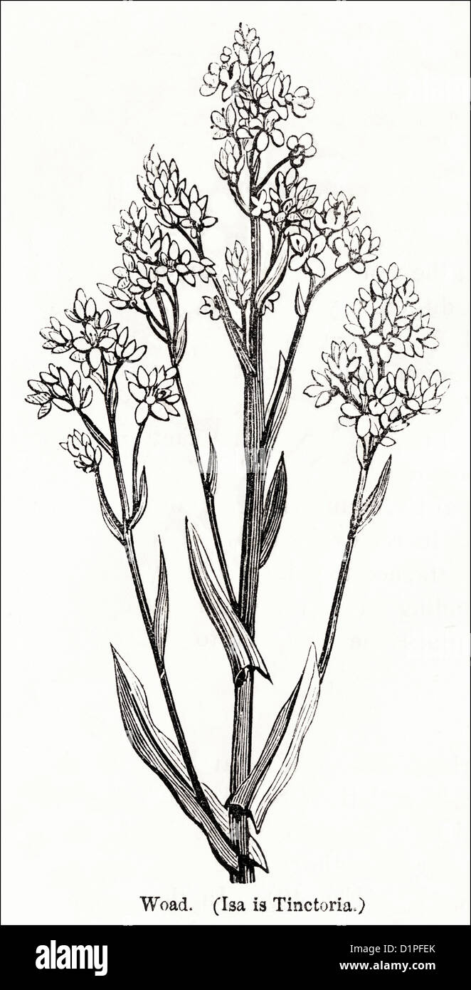 Lateinischer Name des Färberwaid Isatis Tinctoria. Viktorianischen Holzschnitt, Kupferstich, ca. 1845 Stockfoto