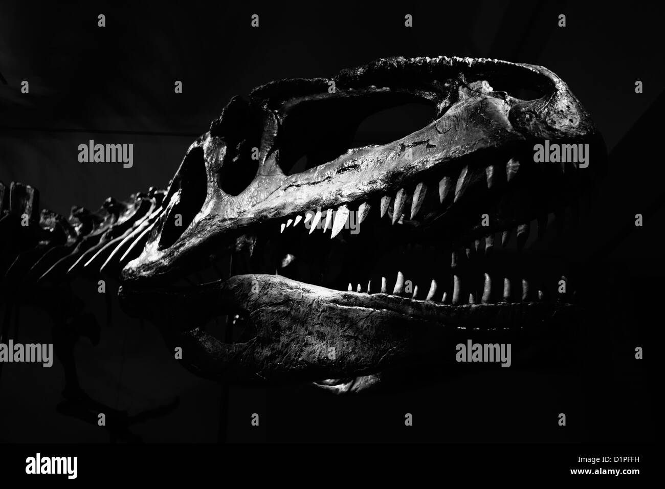 Tyrannosaurus Rex Schädel auf schwarzem Hintergrund Stockfoto