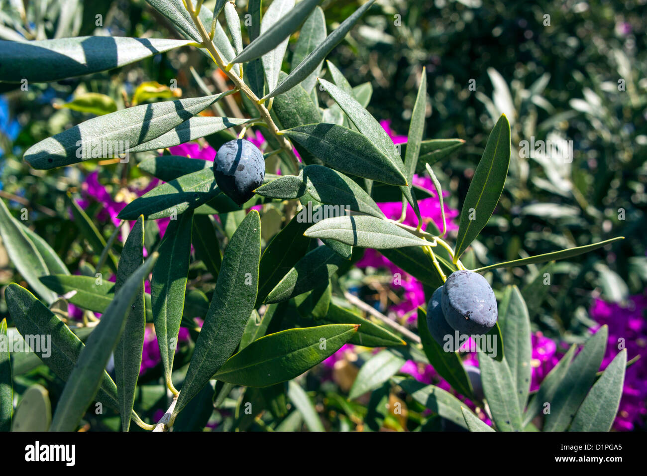 Schwarze Oliven am Olivenbaum mit bougainvilla Stockfotografie Alamy
