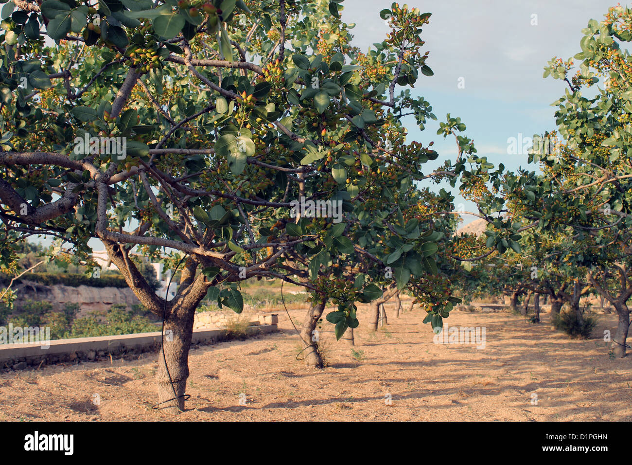 Die berühmten Pistazienbaum Muttern aus Aegina Insel Griechenland Stockfoto