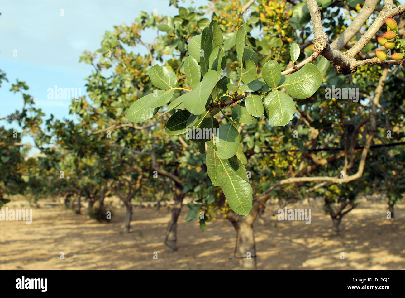 Die berühmten Pistazienbaum Muttern aus Aegina Insel Griechenland Stockfoto