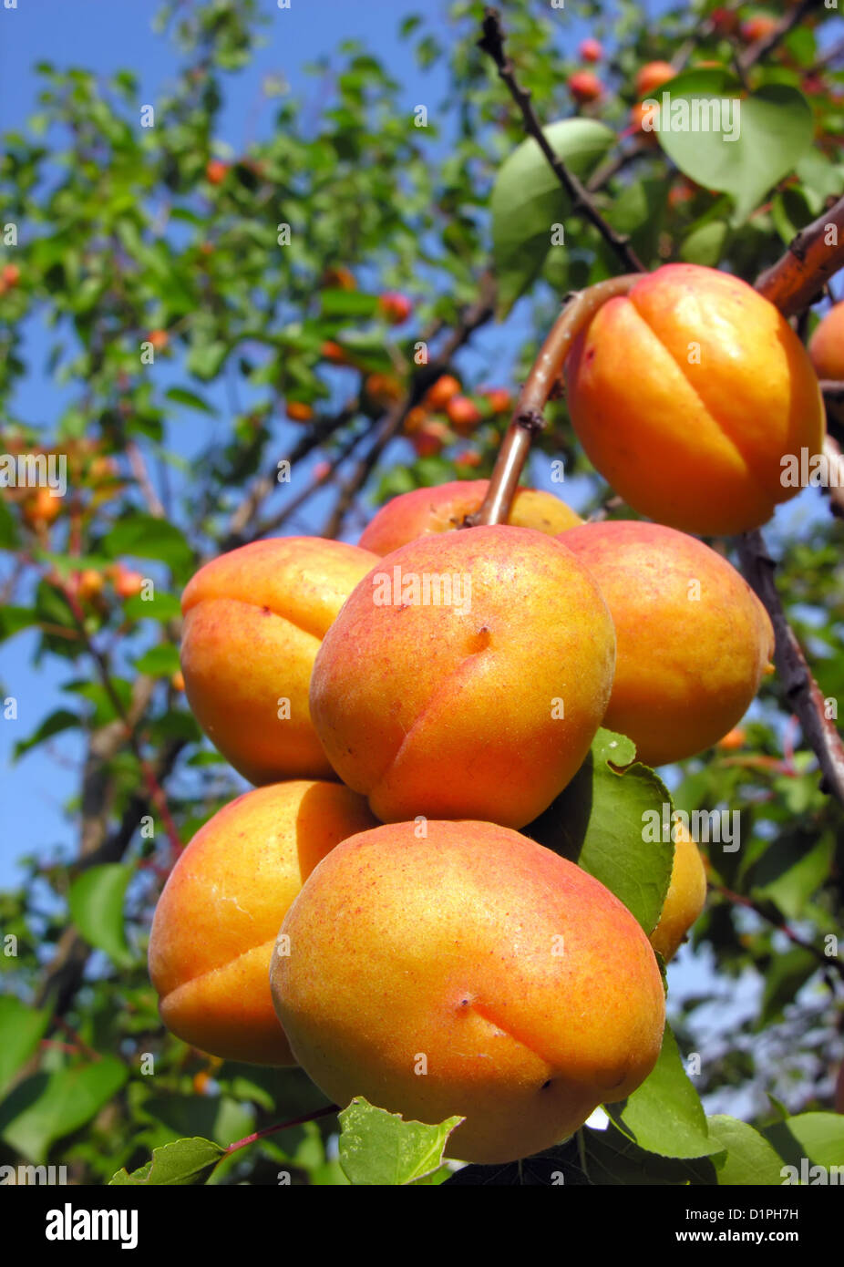 Reife Aprikosen auf einem Baum Stockfoto