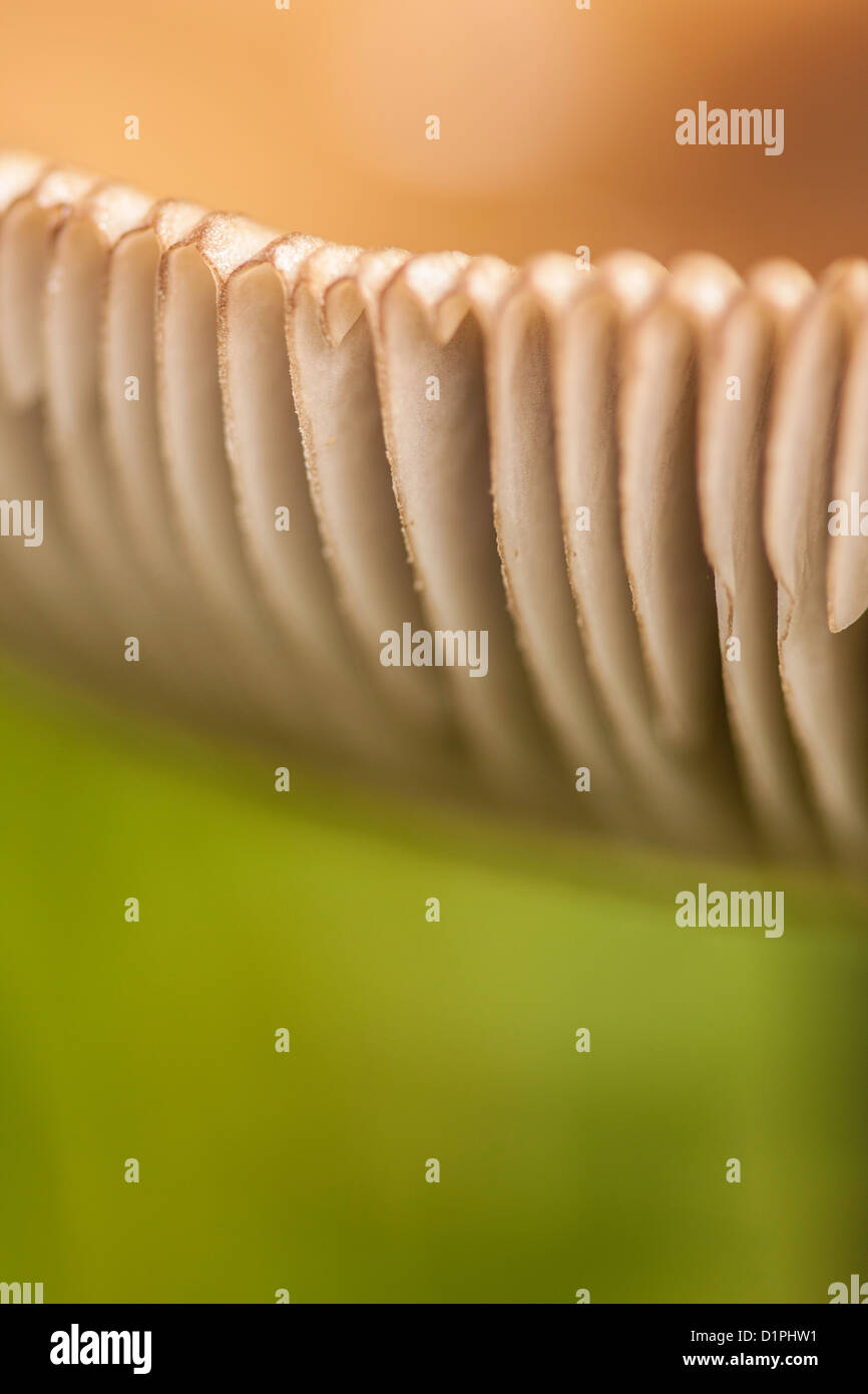 Nahaufnahme von einer Beerdigung Bell (Galerina Marginata) Pilze, England, UK Stockfoto