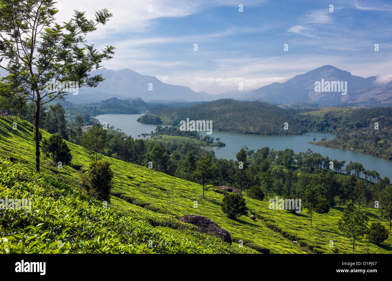 Teeplantage in Munnar, Kerala, Indien zeigt auch einen See und die Berge an einem sonnigen Tag mit blauem Himmel. Stockfoto