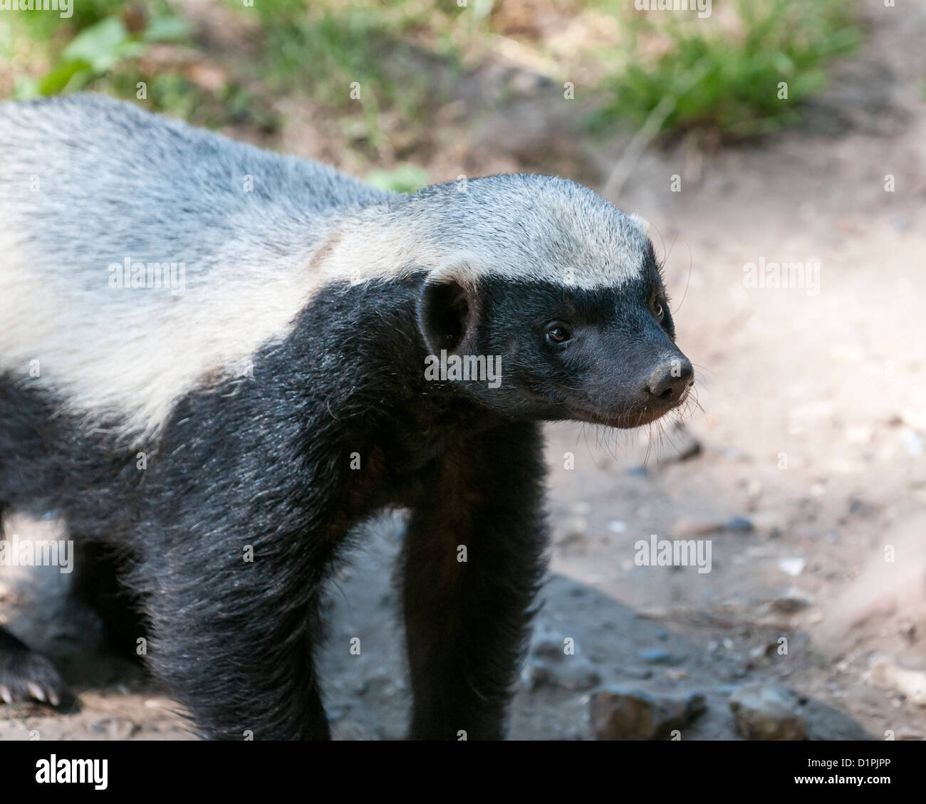 Honigdachs (Mellivora Capensis) Ansicht von vorne. Nahaufnahme (Makro) Stockfoto