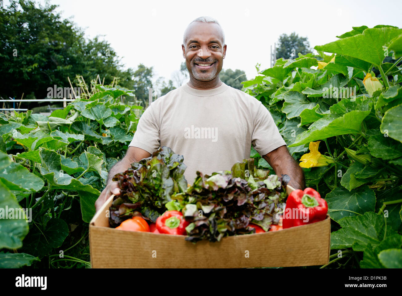 Schwarzer Mann sammeln Gemüse im Gemeinschaftsgarten Stockfoto