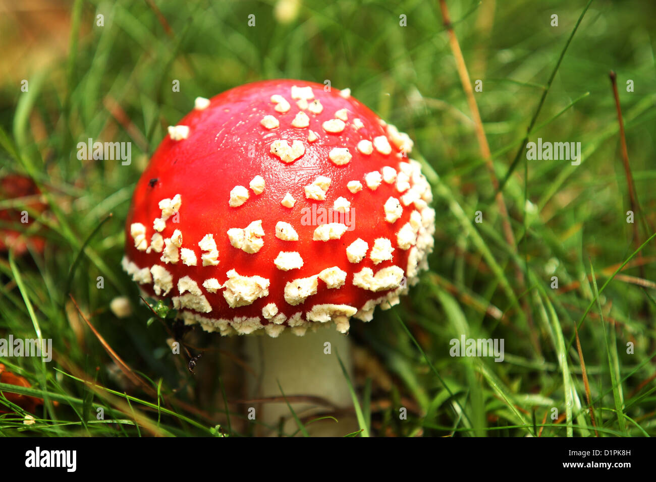 Image showcasing Image result for Prominent creativity glanced peacefully visible high pent