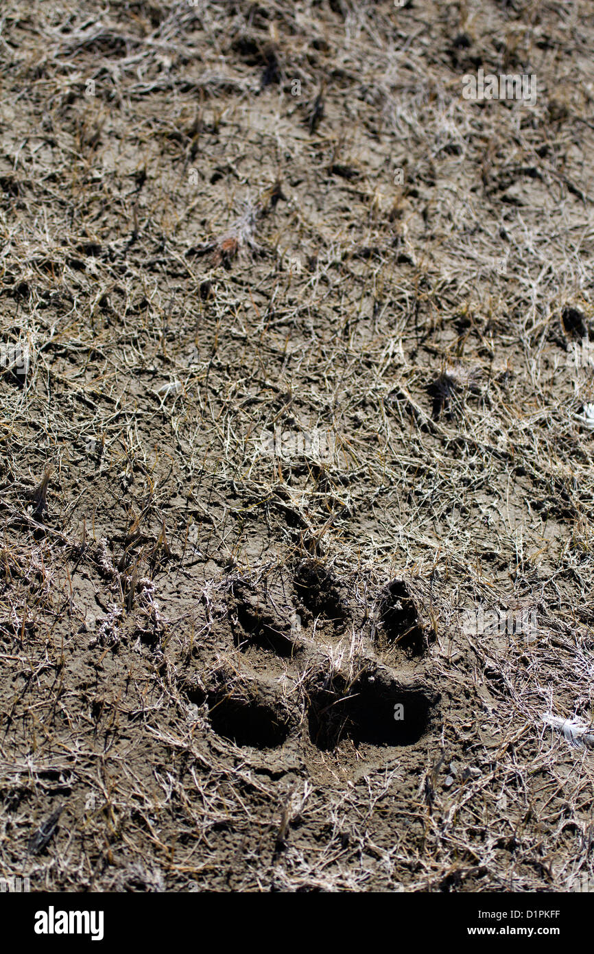 Wolfspfote Stockfotos Und Bilder Kaufen Alamy