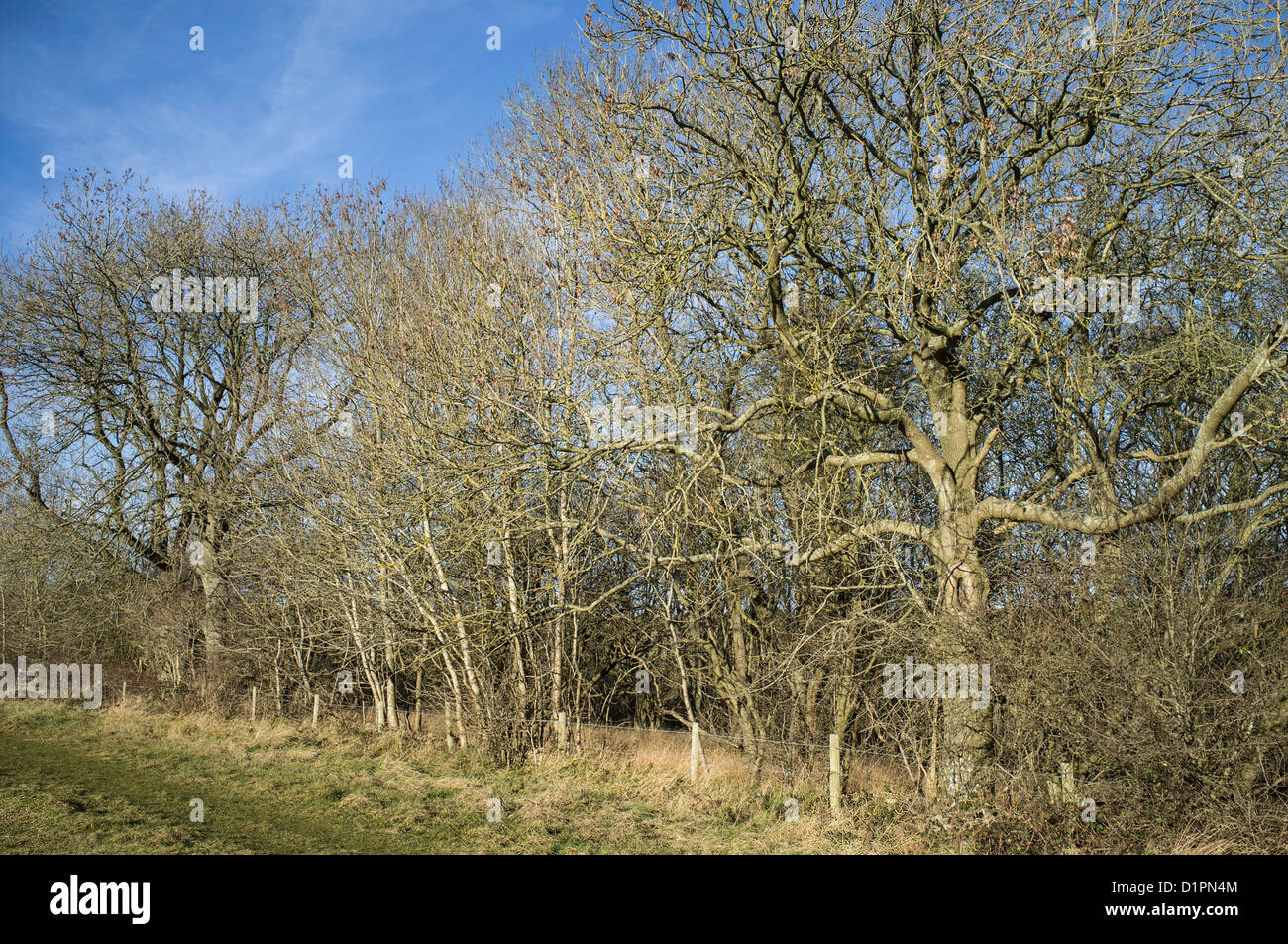 Waldrand ein Asche Baum im Winter, Cotswolds, Gloucestershire, England, UK Stockfoto