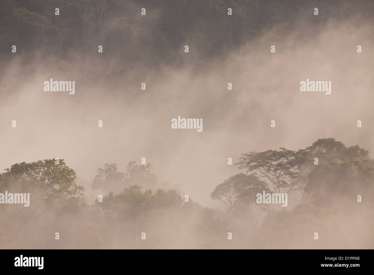 Nebel im Morgengrauen im Regenwald von Soberania Nationalpark, Republik von Panama. Stockfoto