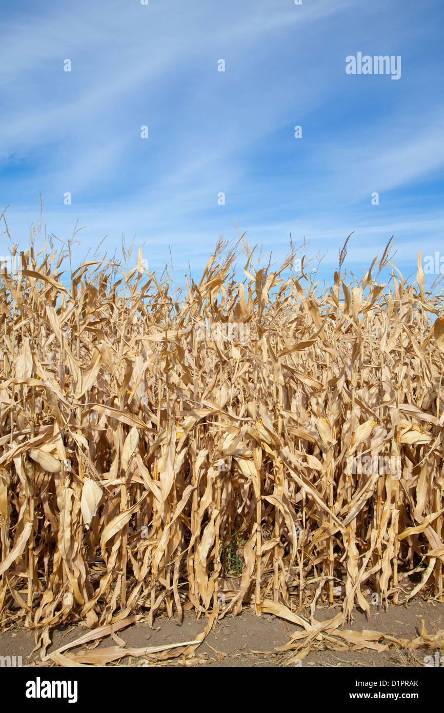 Bereich der Trockenmais, uns 2012. Stockfoto