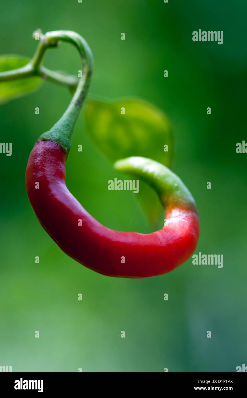 Nahaufnahme von roten Chili auf Pflanze wächst Stockfoto
