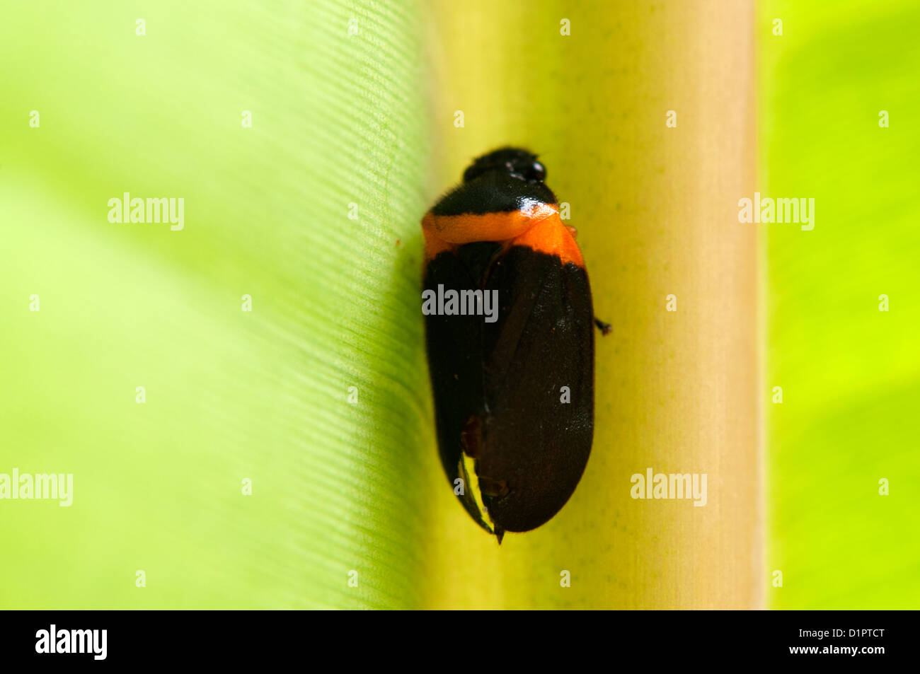 Insekt auf Bananenblatt Stockfoto
