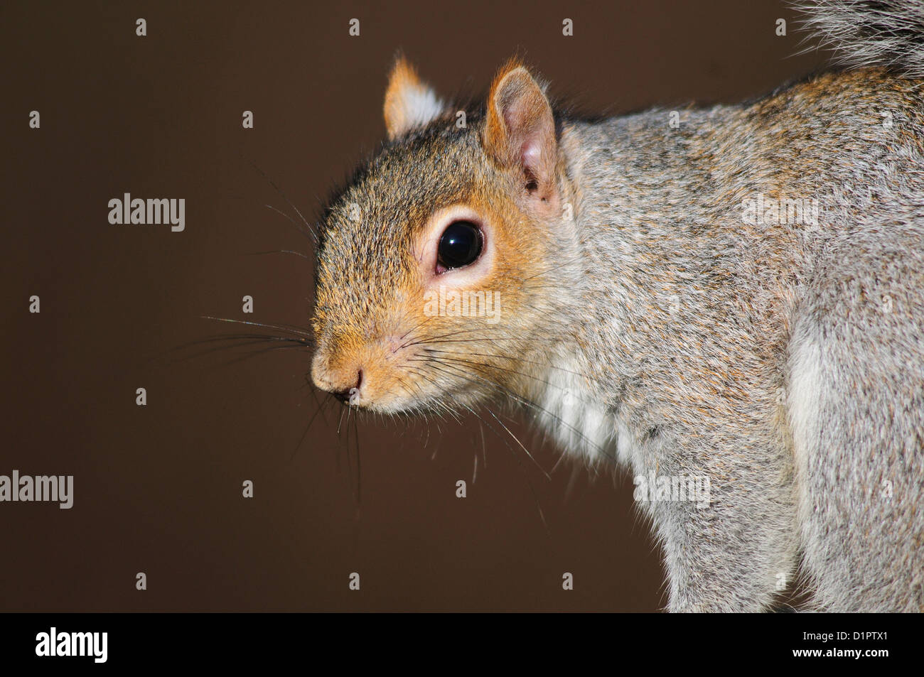 Der Kopf und die Schultern eines grauen Eichhörnchens UK Stockfoto
