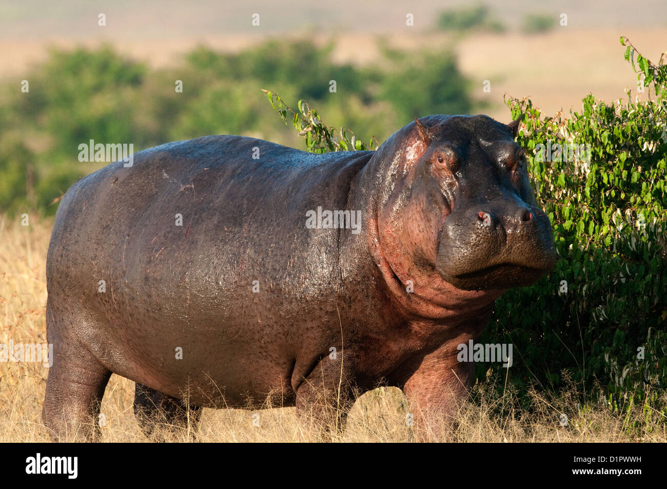 Ca., Hippopotamus amphibius Stockfoto