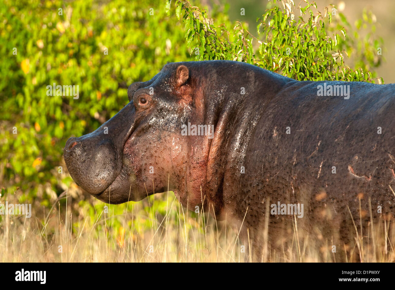 Ca., Hippopotamus amphibius Stockfoto