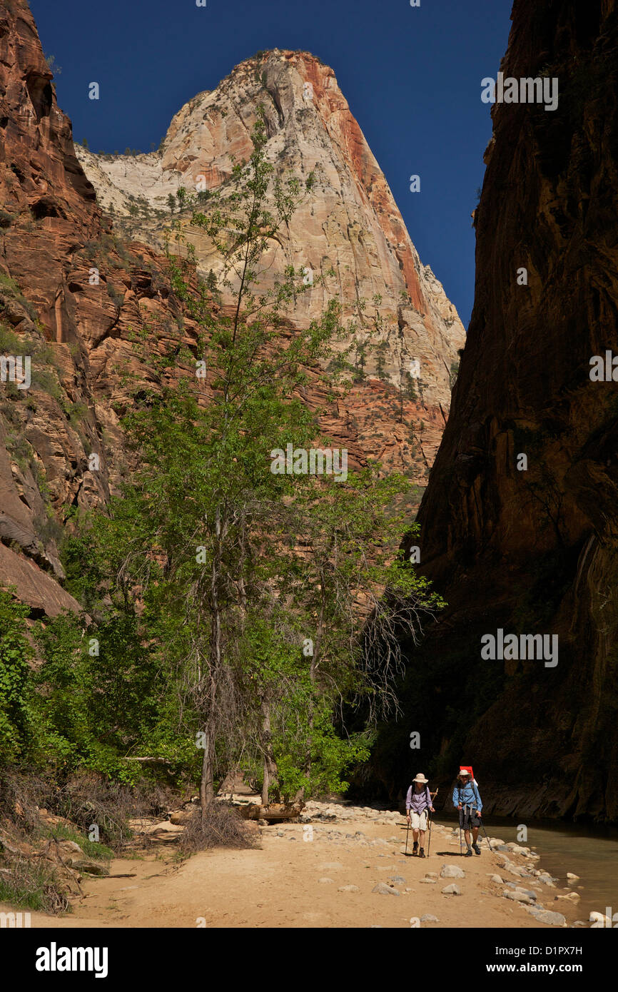 Riverside Walk in Virgin River Canyon nördlich von Temple of Sinawava, Zion Nationalpark, Utah, USA Stockfoto