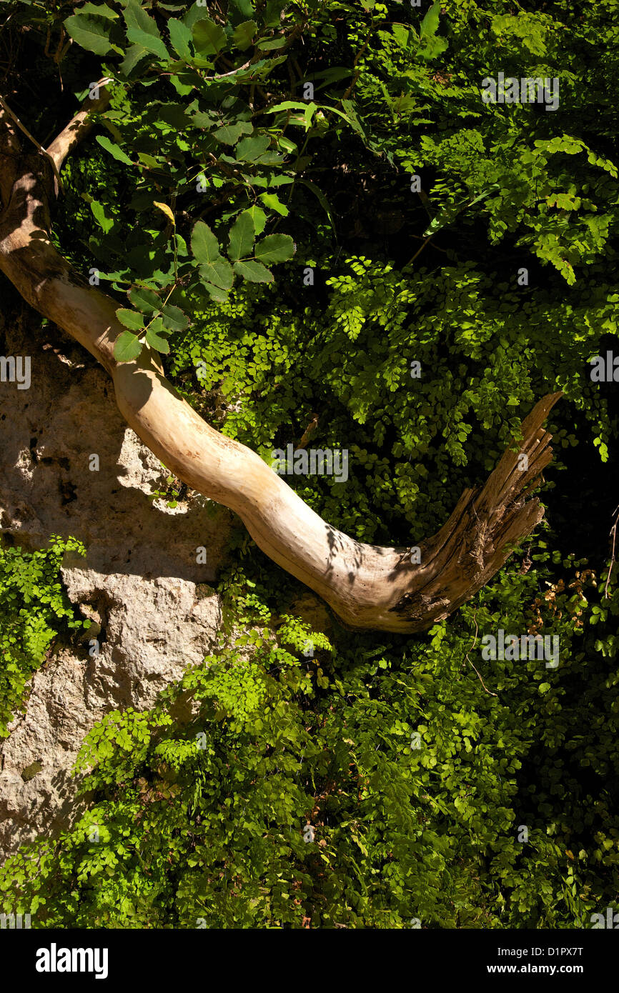 Tausend Farne, Riverside Walk in Virgin River Canyon, Zion Nationalpark, Utah, USA Stockfoto