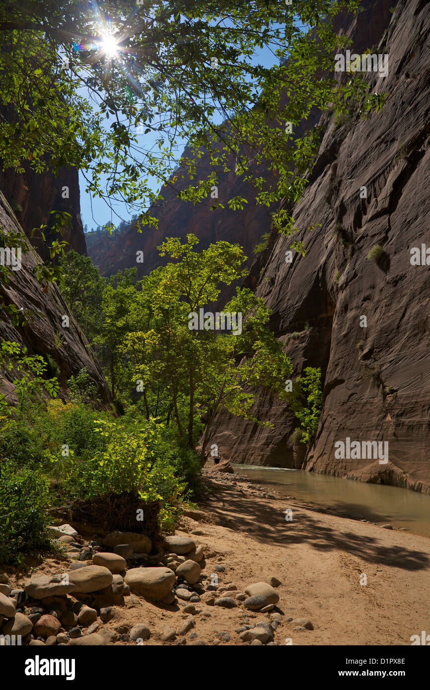 Riverside Walk in Virgin River Canyon nördlich von Temple of Sinawava, Zion Nationalpark, Utah, USA Stockfoto
