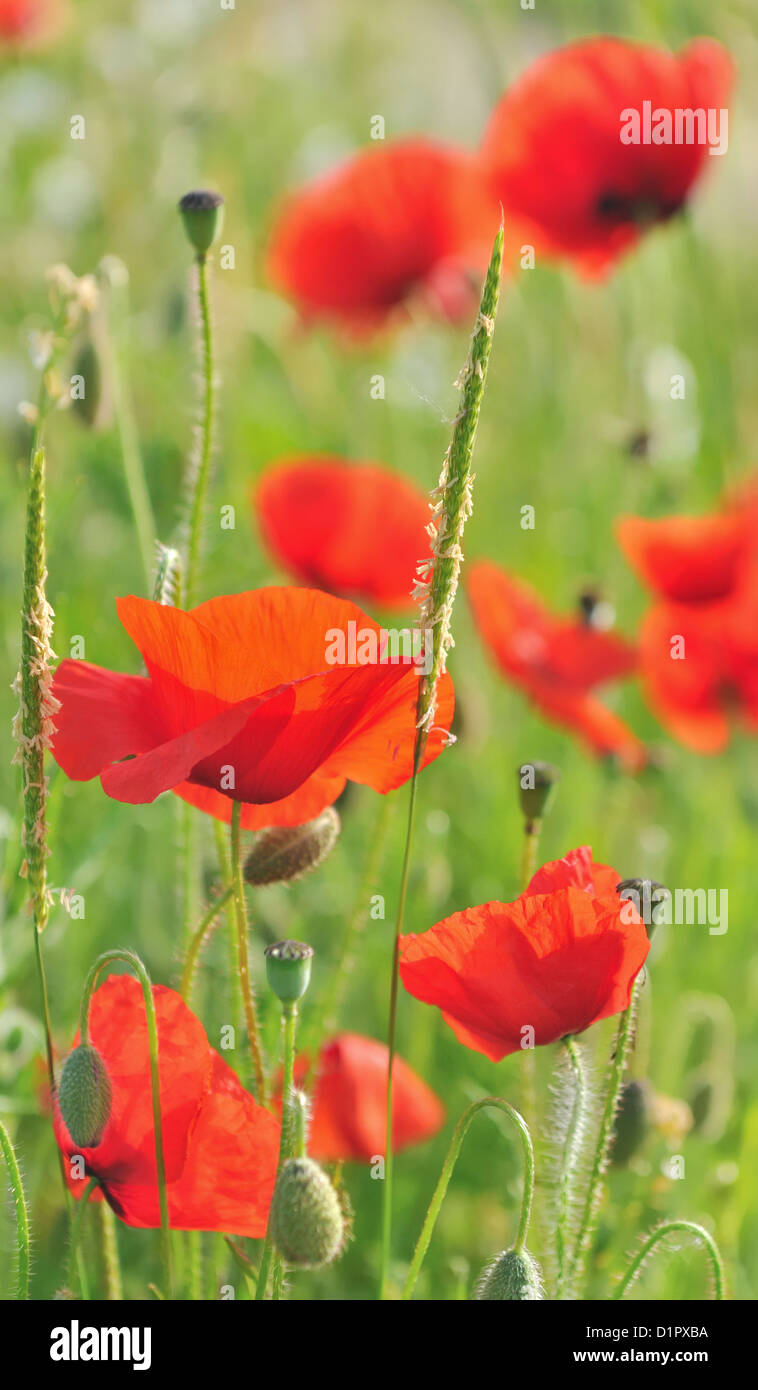 ziemlich wild Poppies in einem Feld Stockfoto