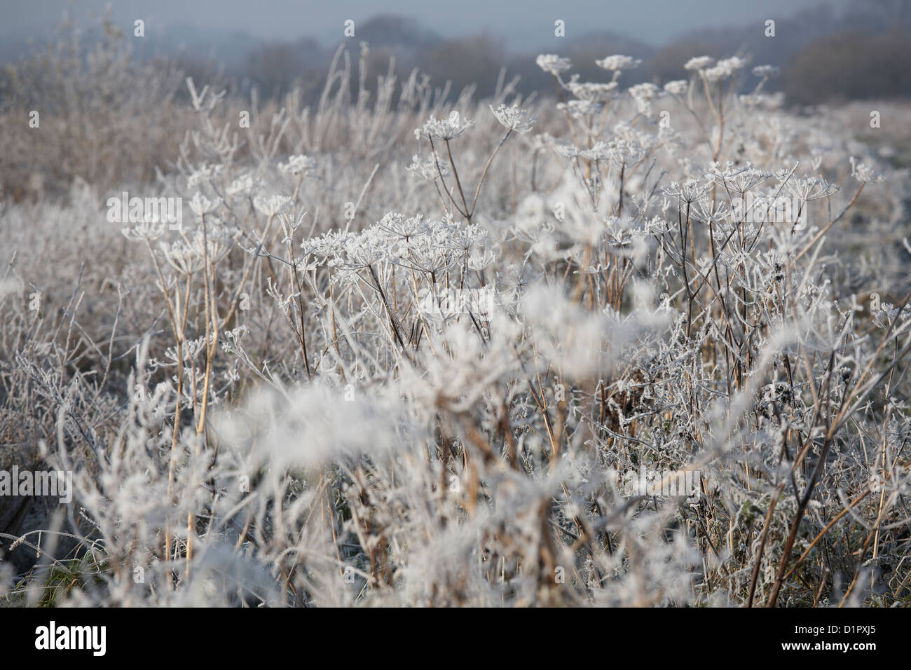 Raureif bietet alles, was einen fragilen Blick auf Somerset Levels im winter Stockfoto