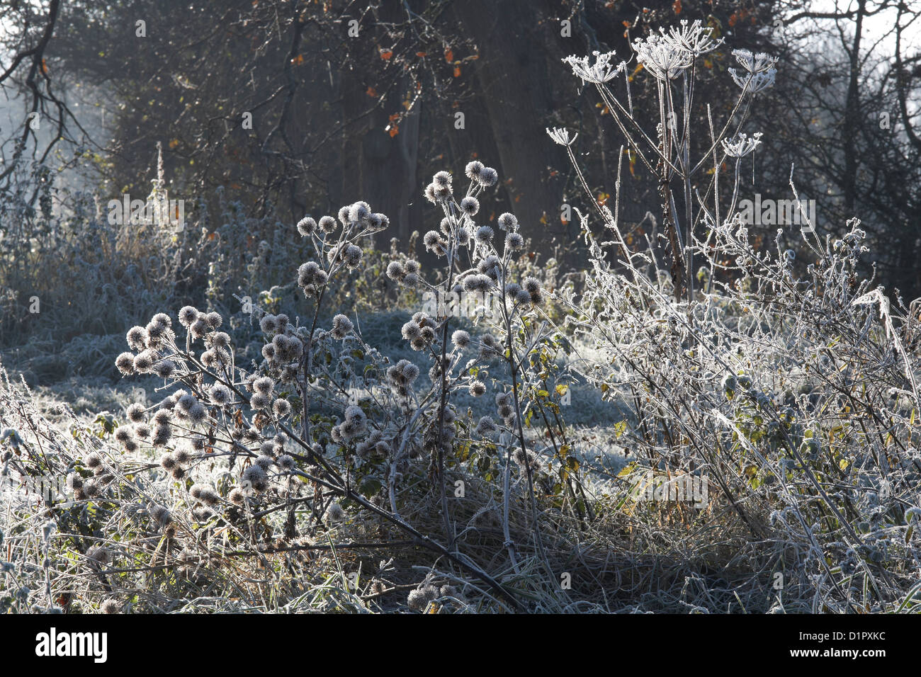 Raureif bietet alles, was einen fragilen Blick auf Somerset Levels im winter Stockfoto