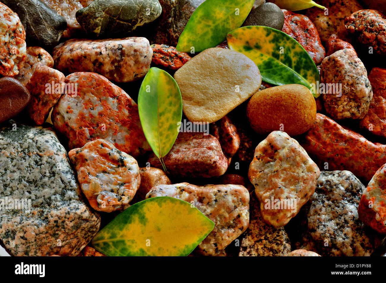 Blätter fallen auf Steinen und Kieseln zeigt Harmonie in der Natur Stockfoto