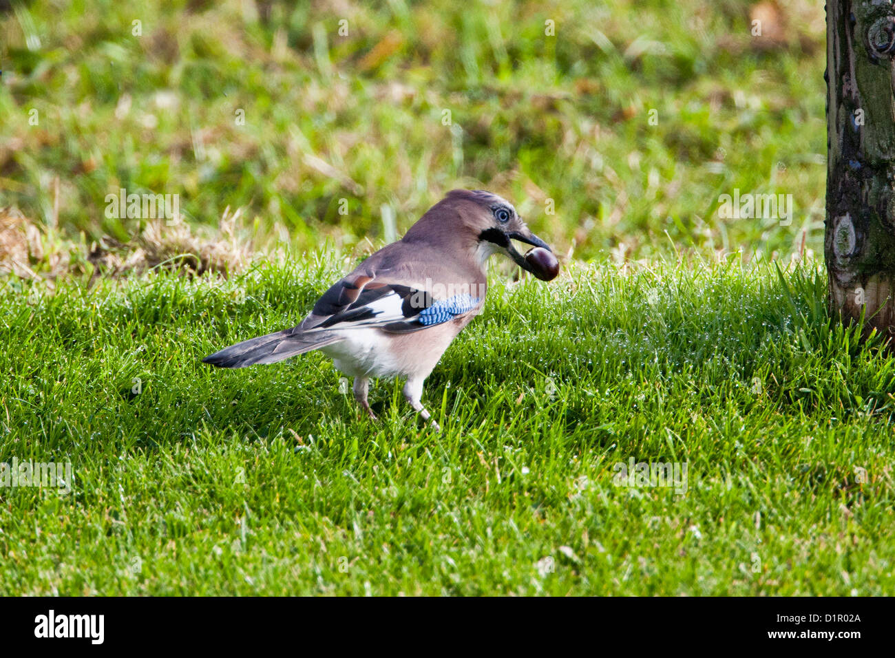 Eichelhäher (Garrulus Glandarius) vergraben einen zahmen Castagne im Boden als Lebensmittel-Vorrat für den Winter. Stockfoto