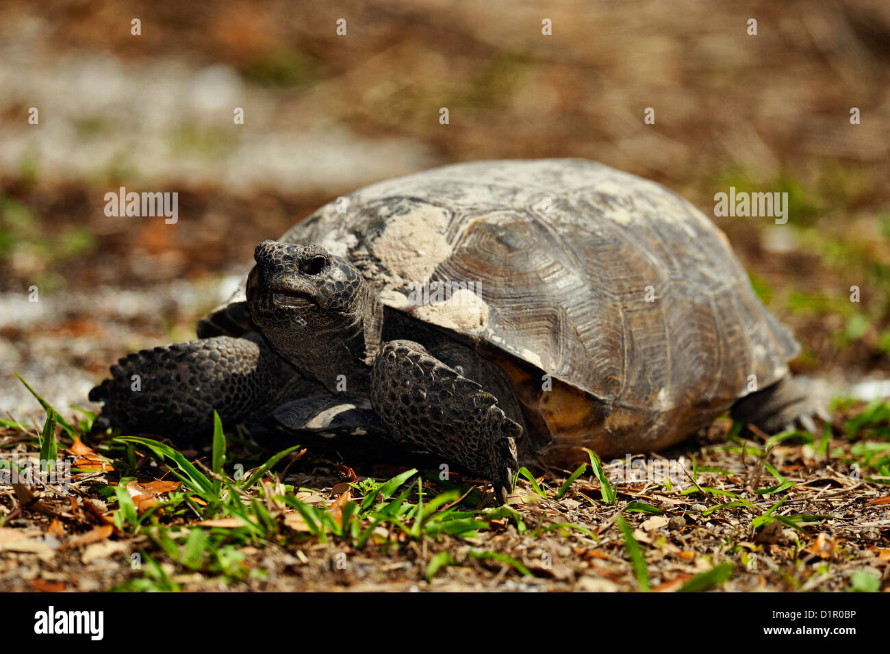 Amerikanische Gopher Schildkröte (Gopherus Polyphemus) Fütterung, Shamrock Naturschutzgebiet, Venice, Florida, USA Stockfoto